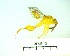  ( - IAvH-TRI-MAL227-HYM-0380.1)  @11 [ ] Unspecified (default): All Rights Reserved  Unspecified Unspecified