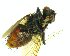  (Ptilodexia Malaise0382 - IAvH-TRI-MAL229-DIP-0094.5)  @11 [ ] Copyright (2023) Instituto de Investigacion Alexander von Humboldt (IAvH) Instituto de Investigacion Alexander von Humboldt (IAvH)