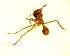  ( - IAvH-TRI-MAL229-HYM-0189.1)  @11 [ ] Unspecified (default): All Rights Reserved  Unspecified Unspecified