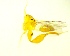  ( - IAvH-TRI-MAL230-HYM-0179.1)  @11 [ ] Unspecified (default): All Rights Reserved  Unspecified Unspecified