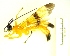  ( - IAvH-TRI-MAL236-HYM-0322.5)  @11 [ ] Copyright (2023) Instituto de Investigacion Alexander von Humboldt (IAvH) Instituto de Investigacion Alexander von Humboldt (IAvH)