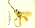  ( - IAvH-TRI-MAL239-HYM-0352.5)  @11 [ ] Copyright (2023) Instituto de Investigacion Alexander von Humboldt (IAvH) Instituto de Investigacion Alexander von Humboldt (IAvH)