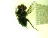  ( - IAvH-TRI-MAL242-DIP-0105.2)  @11 [ ] Copyright (2023) Instituto de Investigacion Alexander von Humboldt (IAvH) Instituto de Investigacion Alexander von Humboldt (IAvH)