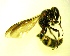  ( - IAvH-TRI-MAL242-HYM-0201.2)  @11 [ ] Copyright (2023) Instituto de Investigacion Alexander von Humboldt (IAvH) Instituto de Investigacion Alexander von Humboldt (IAvH)