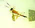  ( - IAvH-TRI-MAL243-HYM-0214.3)  @11 [ ] Copyright (2023) Instituto de Investigacion Alexander von Humboldt (IAvH) Instituto de Investigacion Alexander von Humboldt (IAvH)