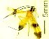  ( - IAvH-TRI-MAL244-HYM-0272.4)  @11 [ ] Copyright (2051) Instituto de Investigacion Alexander von Humboldt (IAvH) Instituto de Investigacion Alexander von Humboldt (IAvH)