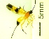  ( - IAvH-TRI-MAL245-HYM-0277.2)  @11 [ ] Copyright (2083) Instituto de Investigacion Alexander von Humboldt (IAvH) Instituto de Investigacion Alexander von Humboldt (IAvH)