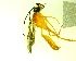  ( - IAvH-TRI-MAL246-HYM-0283.3)  @11 [ ] Copyright (2126) Instituto de Investigacion Alexander von Humboldt (IAvH) Instituto de Investigacion Alexander von Humboldt (IAvH)