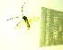  ( - IAvH-TRI-MAL248-HYM-0026.1)  @11 [ ] Copyright (2104) Instituto de Investigacion Alexander von Humboldt (IAvH) Instituto de Investigacion Alexander von Humboldt (IAvH)