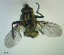  ( - IAvH-TRI-DIPG1296)  @11 [ ] Copyright (c) (2022) Wilber Lopez Instituto de Investigaciones Alexander von Humboldt (IAvH)