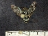  ( - IAvH-TRI-DIPG510)  @11 [ ] Copyright (c) (2022) Wilber Lopez Instituto de Investigaciones Alexander von Humboldt (IAvH)