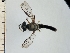  (Ommatius costatus - IAvH-TRI-DIPG839)  @11 [ ] Copyright (c) (2022) Wilber Lopez Instituto de Investigaciones Alexander von Humboldt (IAvH)