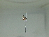  (microMalaise01 Malaise1223 - IAvH-TRI-MCC0605)  @11 [ ] Copyright (c) (2022) Mateo CC Instituto de Investigación de Recursos Biológicos Alexander von Humboldt