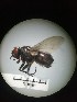 ( - IAvH-TRI-MAL206-DIP-0071.1)  @11 [ ] Copyright (2023) Instituto de Investigacion Alexander von Humboldt (IAvH) Instituto de Investigacion Alexander von Humboldt (IAvH)