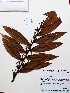  (Xylopia - IAvH-TRI-LDPH118)  @11 [ ] Copyrigth (2021) Instituto de Investigaciones Alexander von Humboldt (IAvH) Instituto de Investigaciones Alexander von Humboldt (IAvH)