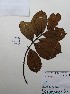  ( - IAvH-TRI-LDPH125)  @11 [ ] Copyrigth (2021) Instituto de Investigaciones Alexander von Humboldt (IAvH) Instituto de Investigaciones Alexander von Humboldt (IAvH)
