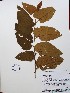  ( - IAVH-TRI-LDPH013)  @11 [ ] Copyrigth (2021) Instituto de Investigaciones Alexander von Humboldt (IAvH) Instituto de Investigaciones Alexander von Humboldt (IAvH)