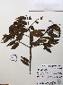  ( - IAvH-TRI-LDPH052)  @11 [ ] Copyrigth (2021) Instituto de Investigaciones Alexander von Humboldt (IAvH) Instituto de Investigaciones Alexander von Humboldt (IAvH)