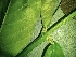  ( - IAvH-TRI-LDPH063)  @11 [ ] Copyrigth (2021) Instituto de Investigaciones Alexander von Humboldt (IAvH) Instituto de Investigaciones Alexander von Humboldt (IAvH)