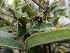  ( - IAvH-TRI-LDPH075)  @11 [ ] Copyrigth (2021) Instituto de Investigaciones Alexander von Humboldt (IAvH) Instituto de Investigaciones Alexander von Humboldt (IAvH)