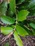  ( - IAvH-TRI-LDPH004)  @11 [ ] Copyrigth (2021) Instituto de Investigaciones Alexander von Humboldt (IAvH) Instituto de Investigaciones Alexander von Humboldt (IAvH)