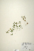  ( - CP0019890)  @11 [ ] CreativeCommons  Attribution Non-Commercial No Derivatives (2020) Herbarium C Natural History Museum of Denmark