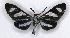  ( - MJC_538)  @11 [ ] CC-BY-NC (2022) M.J.W. Cock Unspecified