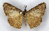  ( - MJC_540)  @11 [ ] CC-BY-NC (2022) M.J.W. Cock Unspecified
