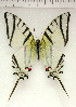  (Eurytides protesilaus - MJC_753)  @11 [ ] CC-BY-NC (2024) John Morrall Unspecified