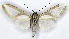  (Robinsonia similis - MJC_765)  @11 [ ] CC-BY-NC (2024) John Morrall Unspecified