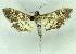  ( - MJC_800)  @11 [ ] CC-BY-NC (2024) M.J.W. Cock Unspecified