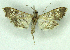  ( - MJC_800)  @11 [ ] CC-BY-NC (2024) M.J.W. Cock Unspecified
