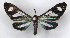  ( - DAS_MJC_489)  @11 [ ] CC-BY-NC (2022) M.J.W. Cock Unspecified