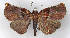  (Azamora penicillana - MC_356)  @11 [ ] CC-BY-NC (2021) M.J.W. Cock Unspecified