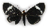  (Calodesma pseudocollaris - MJC_143)  @11 [ ] CC-BY-NC (2021) Matthew J.W. Cock Revert to BOLD