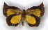  ( - DAS_MJC_497)  @11 [ ] CC-BY-NC (2022) M.J.W. Cock Unspecified