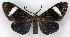  ( - MJC308)  @11 [ ] CC-BY-NC (2021) M.J.W. Cock Unspecified