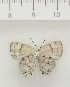  ( - MJC_607)  @11 [ ] CC-BY-NC (2023) J. Morrall Unspecified