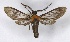  ( - MJWC_627)  @11 [ ] CC-BY-NC (2024) M.J.W. Cock Unspecified