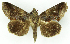  (Gonodonta aequalis - MJC_672)  @11 [ ] Unspecified (default): All Rights Reserved  Unspecified Unspecified