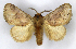  (Perola subpunctata - MJC_687)  @11 [ ] CC-BY-NC (2023) M.J.W. Cock Unspecified