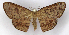  ( - MC_359)  @11 [ ] CC-BY-NC (2021) M.J.W. Cock Unspecified