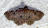  (Antiblemma discomaculata - MJC_SMT-020)  @11 [ ] CC-BY-NC (2023) S.M. Tran Unspecified