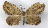  (Schidax squammaria - MJC_147)  @11 [ ] CC-BY-NC (2021) M.J.W. Cock Unspecified