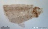  ( - TPI:ENT:#0000171)  @12 [ ] Copyright (2014) Lara E. Harrup The Pirbright Institute, Ash Road, Pirbright, Woking, Surrey, GU240NF, UK