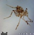 ( - TPI:ENT:#0000171)  @12 [ ] Copyright (2014) Lara E. Harrup The Pirbright Institute, Ash Road, Pirbright, Woking, Surrey, GU240NF, UK