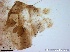  ( - TPI:ENT:#0000171)  @12 [ ] Copyright (2014) Lara E. Harrup The Pirbright Institute, Ash Road, Pirbright, Woking, Surrey, GU240NF, UK