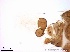  ( - TPI:ENT:#0000185)  @12 [ ] Copyright (2014) Lara E. Harrup The Pirbright Institute, Ash Road, Pirbright, Woking, Surrey, GU240NF, UK