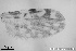  ( - TPI:ENT:#0000185)  @12 [ ] Copyright (2014) Lara E. Harrup The Pirbright Institute, Ash Road, Pirbright, Woking, Surrey, GU240NF, UK