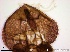  ( - TPI:ENT:#0000193)  @12 [ ] Copyright (2014) Lara E. Harrup The Pirbright Institute, Ash Road, Pirbright, Woking, Surrey, GU240NF, UK